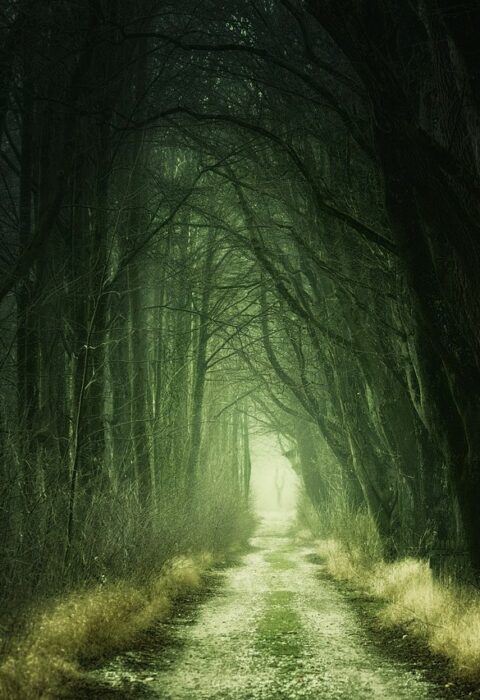 dark forest